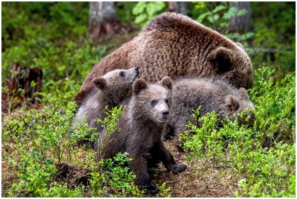 Как медведи заботятся о своих детях?