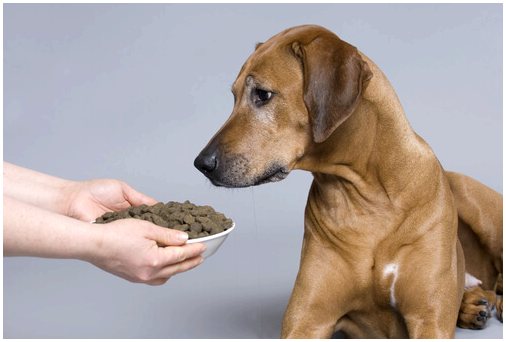 Собачьи внутренние паразиты и опасность для здоровья