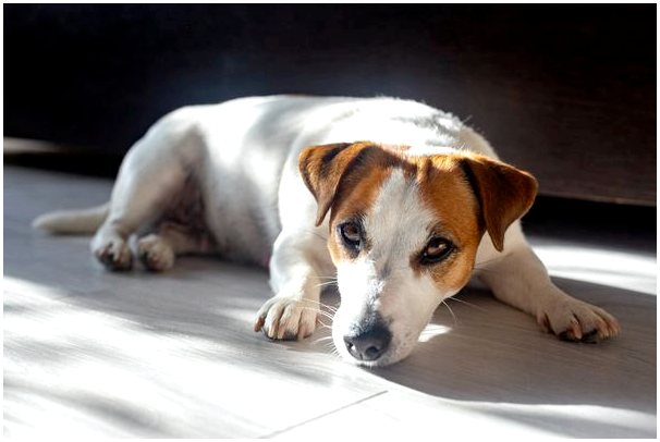 Какая польза от солнца для домашних животных?