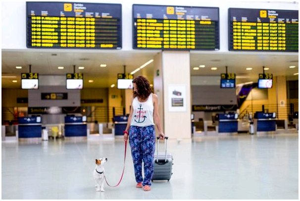 Какие породы собак нельзя путешествовать на самолете?