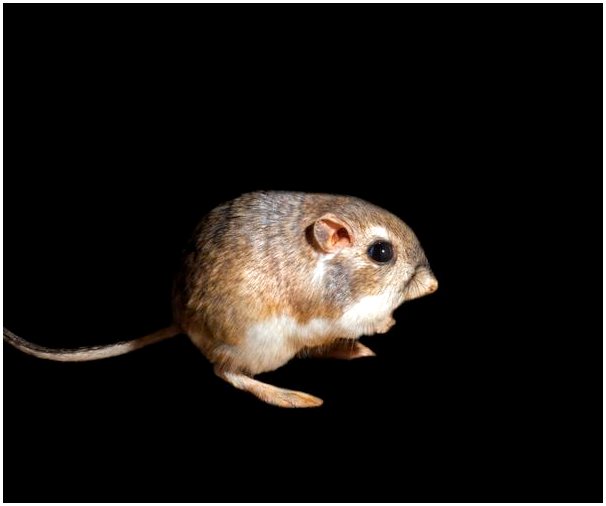 Кенгуровая крыса: среда обитания и характеристики