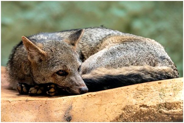 Крабовая лисица: характеристика, распространение и кормление