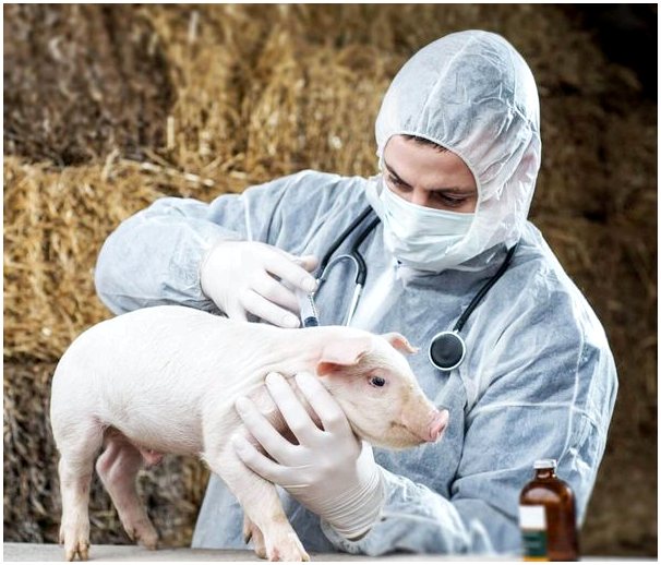 Красная болезнь свиней: симптомы, причины и лечение