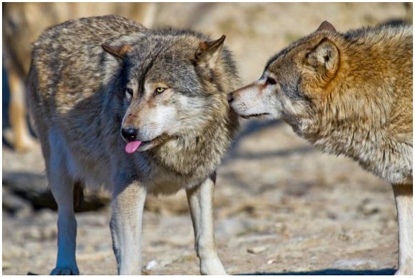 Красный волк: между признанием и выживанием