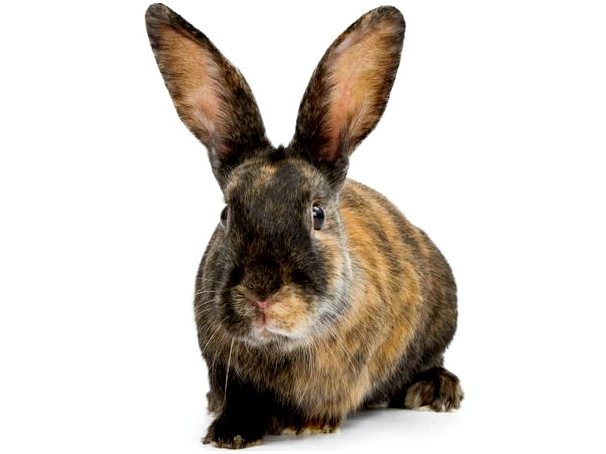 Кролик арлекин: характеристика, уход и питание