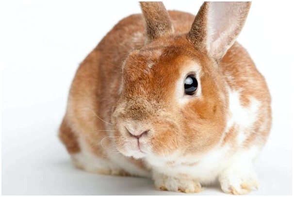 Кролик Рекс: характеристика, уход и питание