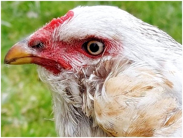 Курица араукана: размножение, кормление и уход