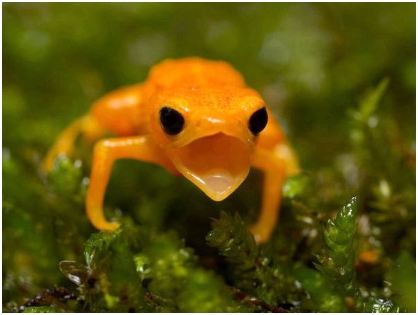 Лягушка лютик: среда обитания и характеристика