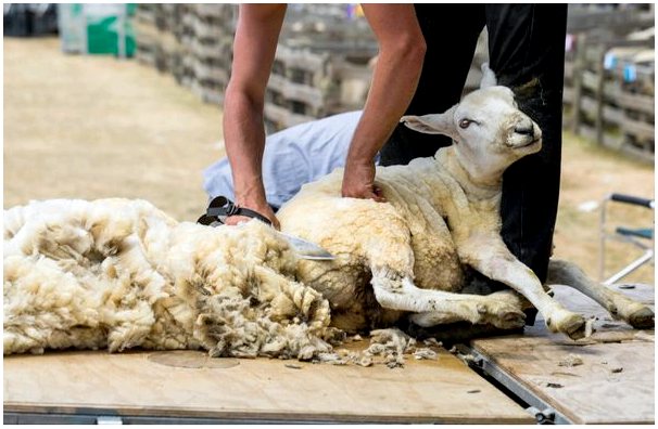 Любопытства об овечьей шерсти