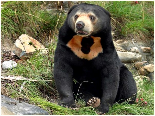 Малайский медведь: самый маленький вид медведей в мире