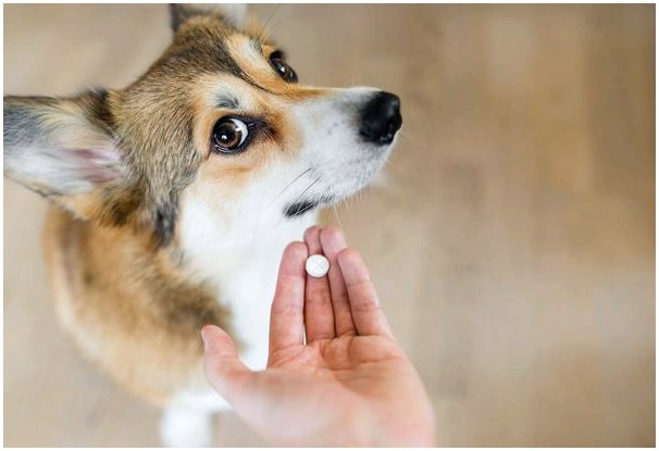 Каковы варианты применения клиндамицина для собак?