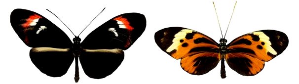 Могут ли бабочки менять цвет своих крыльев?