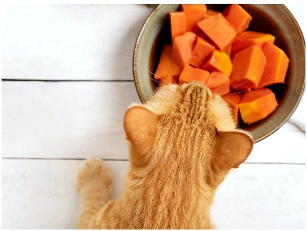 Могут ли кошки есть папайю?