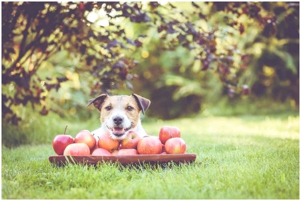 Могут ли собаки есть яблоко?