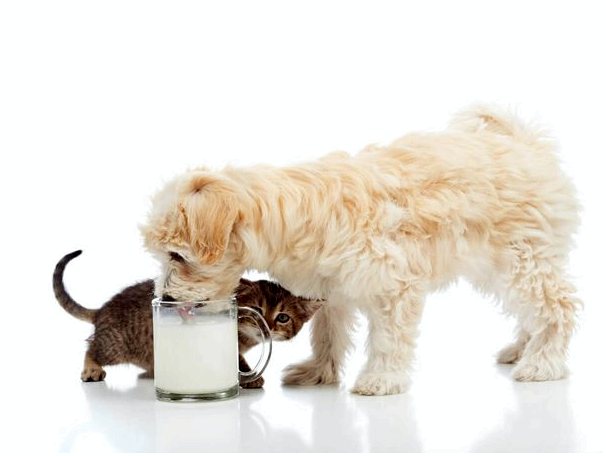 Могут ли собаки пить молоко?
