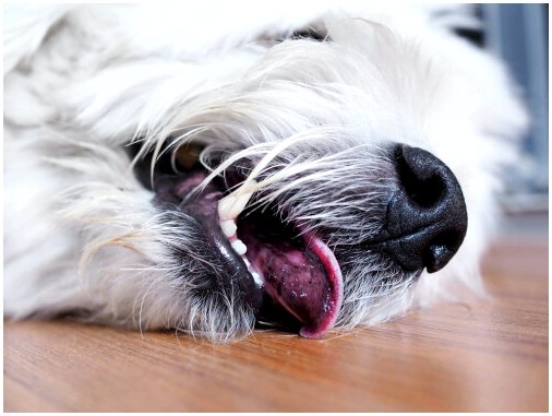 Мышечные спазмы у собаки: что делать?