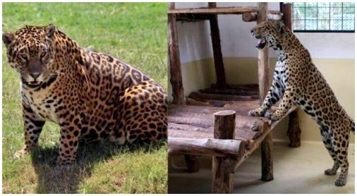 Невероятная история любви, которая могла спасти ягуара от исчезновения