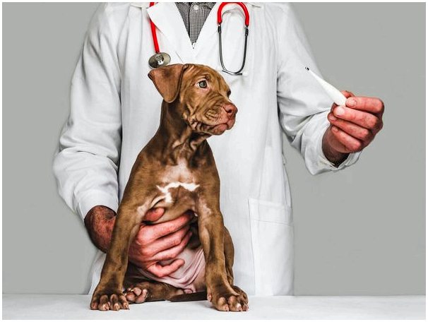 Опухание лица у собак: причины, симптомы и лечение
