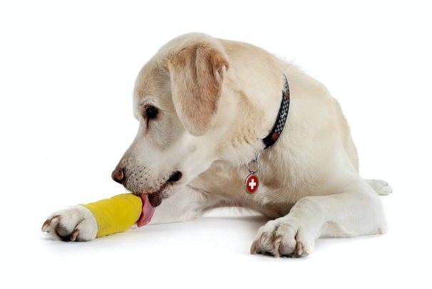 Ортопедия для собак: все, что нужно знать