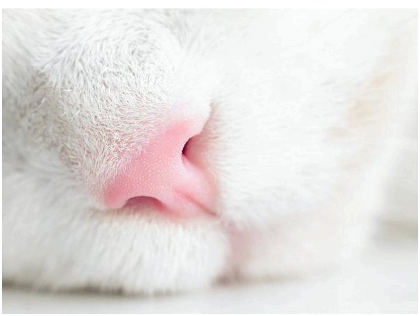 Почему у моей кошки белый нос?