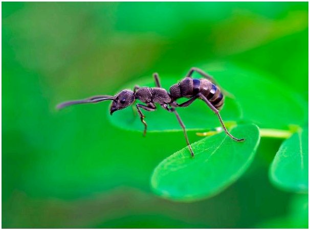 Поведение муравьев