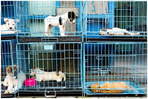 Правовые аспекты содержания животных в витринах магазинов