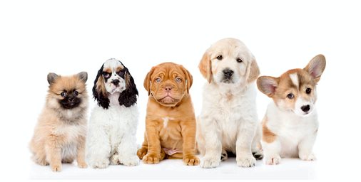Проверка здоровья щенка: насколько это важно?