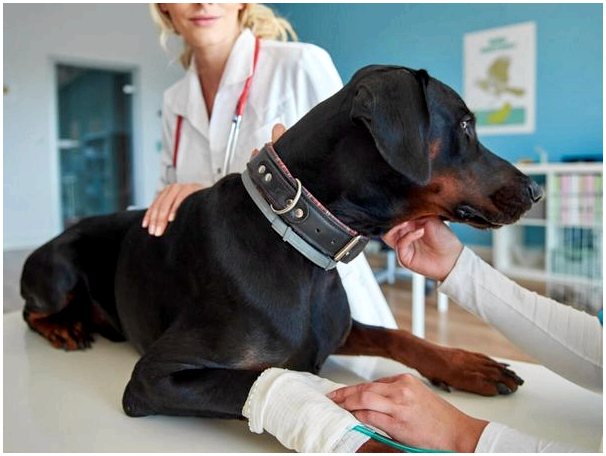 Растяжение связок у собак: причины, симптомы и лечение