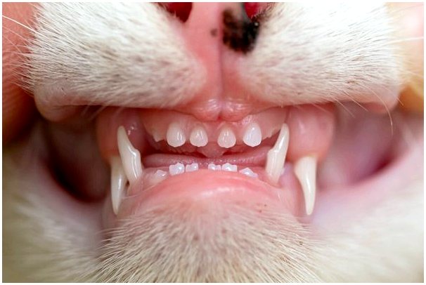 Резорбция зубов у кошек: причины, симптомы и лечение