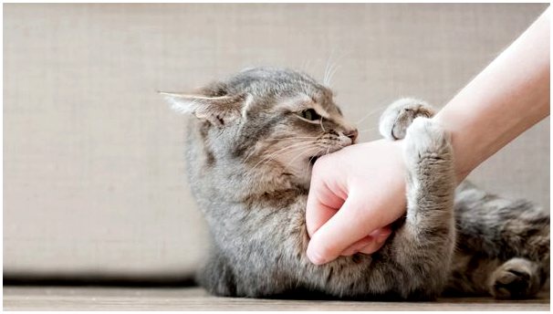 4 совета, как не дать кошке вас укусить