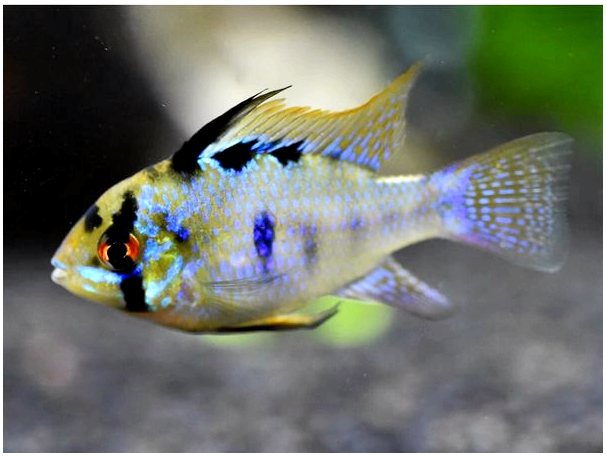 Рыба рамирези: среда обитания, характеристика и уход