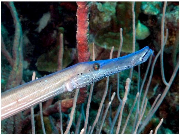 Рыба-труба: среда обитания и характеристики