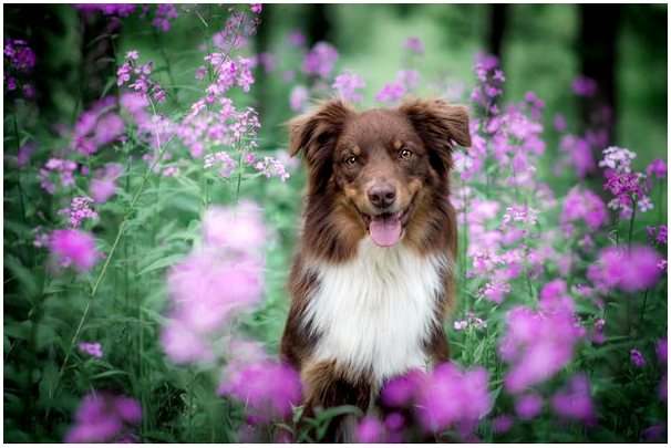 Сезонная аллергия у собак: все, что нужно знать