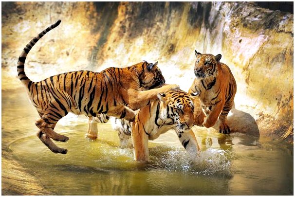 Сямэнь-тигр: величественное животное из семейства кошачьих на грани исчезновения