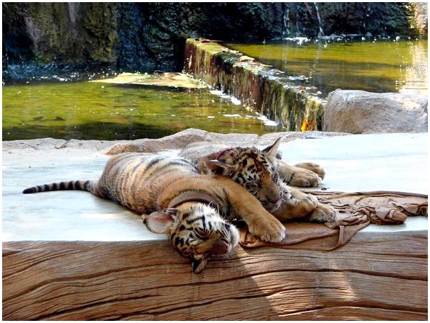Сямэнь-тигр: величественное животное из семейства кошачьих на грани исчезновения