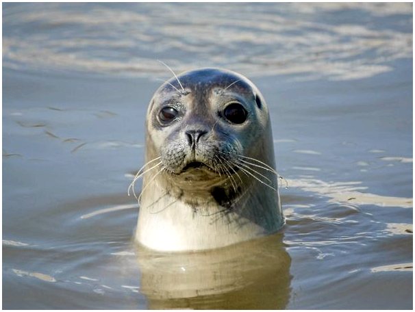 Тюлени под угрозой исчезновения