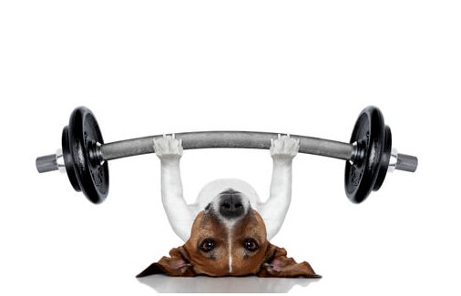 Важность физических упражнений у собак