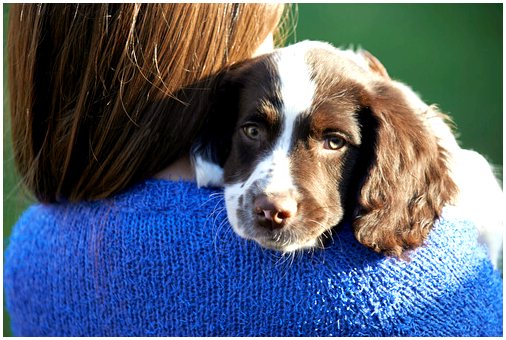 Знайте психологические заболевания, от которых может страдать ваша собака